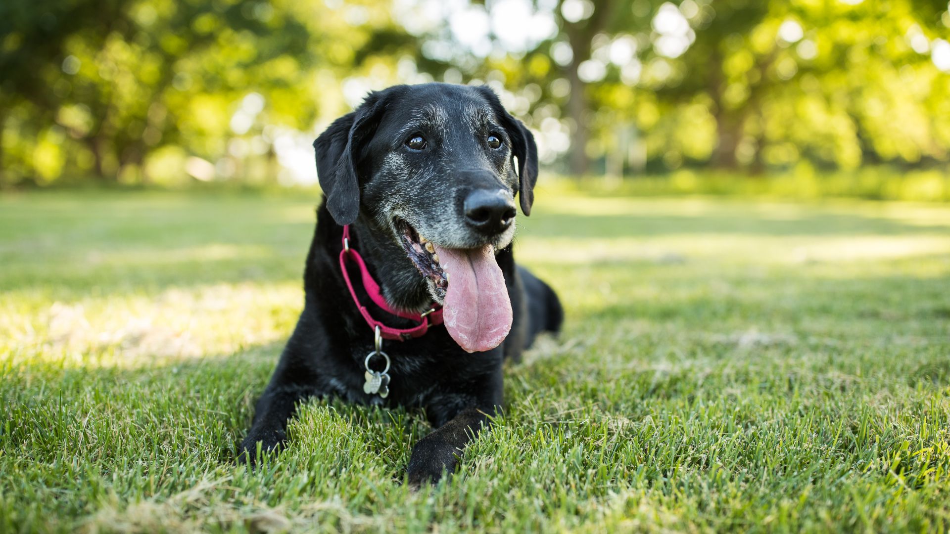 elderly black labrador in the shade on a law, panting