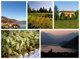 Franciacorta scenery, florals, landscape, wines