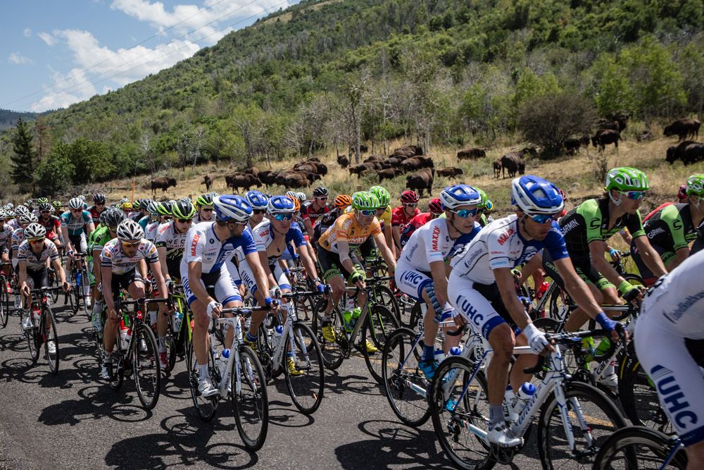 The peloton passes by bison during todays stage