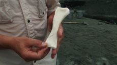 3D Printed Fossil 
