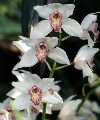 White orchid on display at Kew