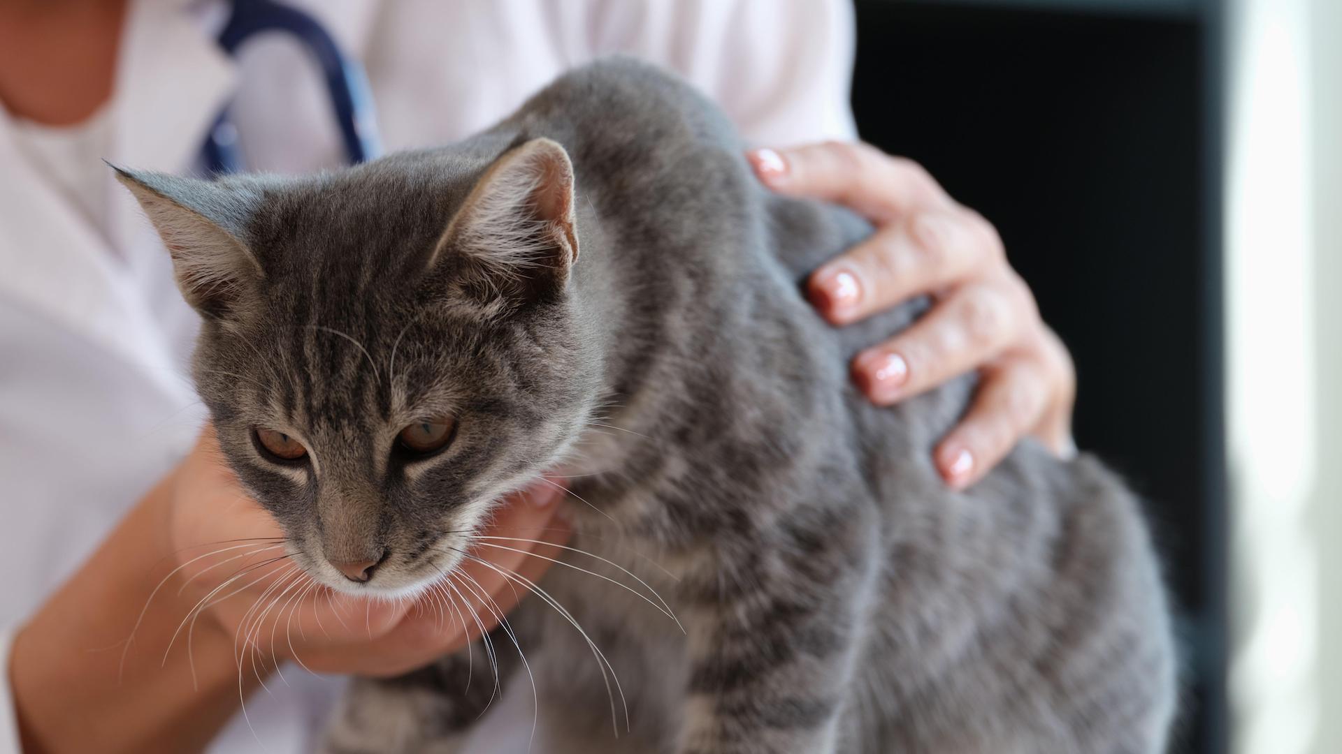 Vet holding sick cat