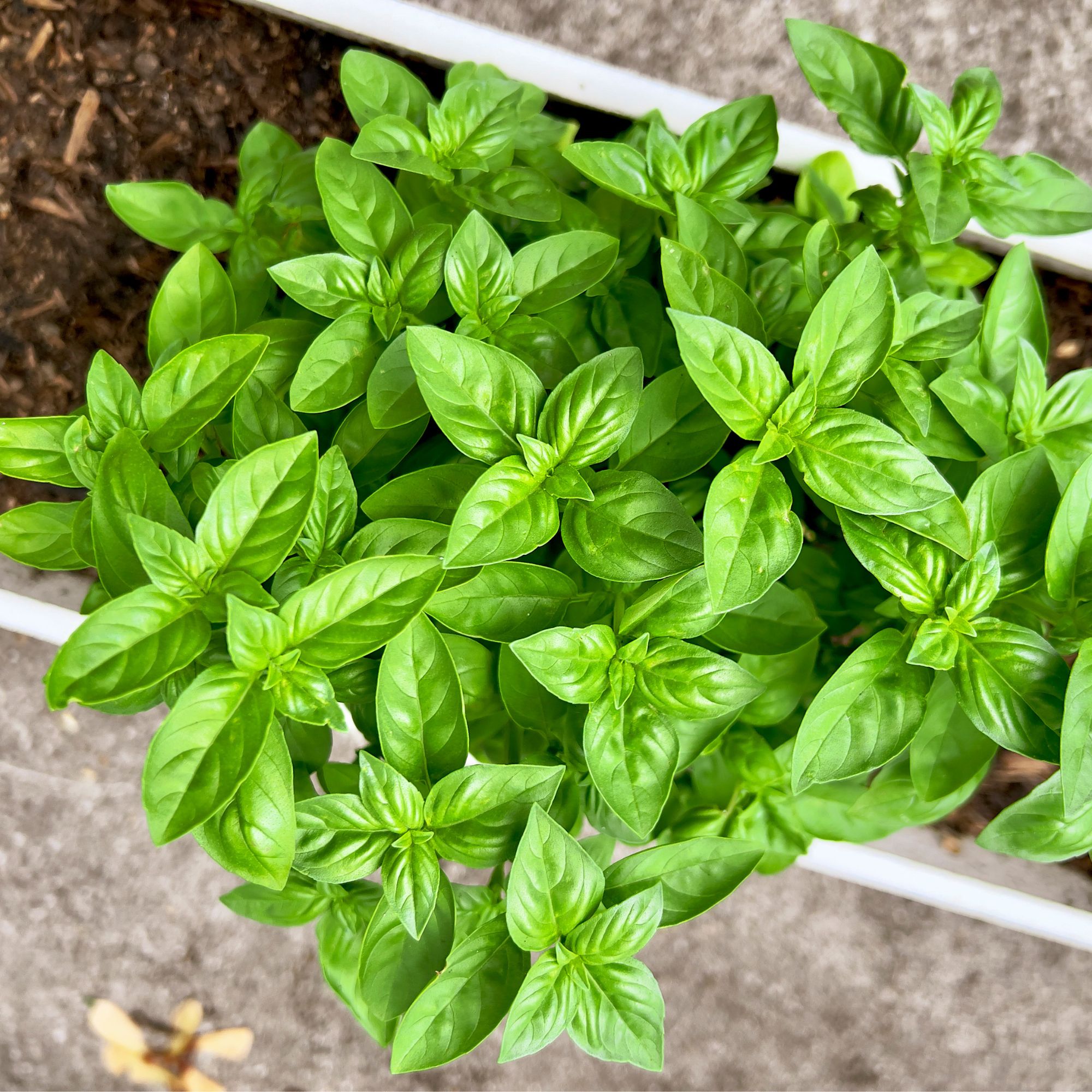 basil in pot