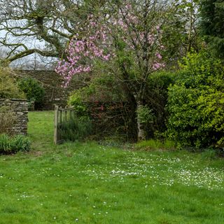 Pink flowering magnolia tree growing on grass lawn in spring garden