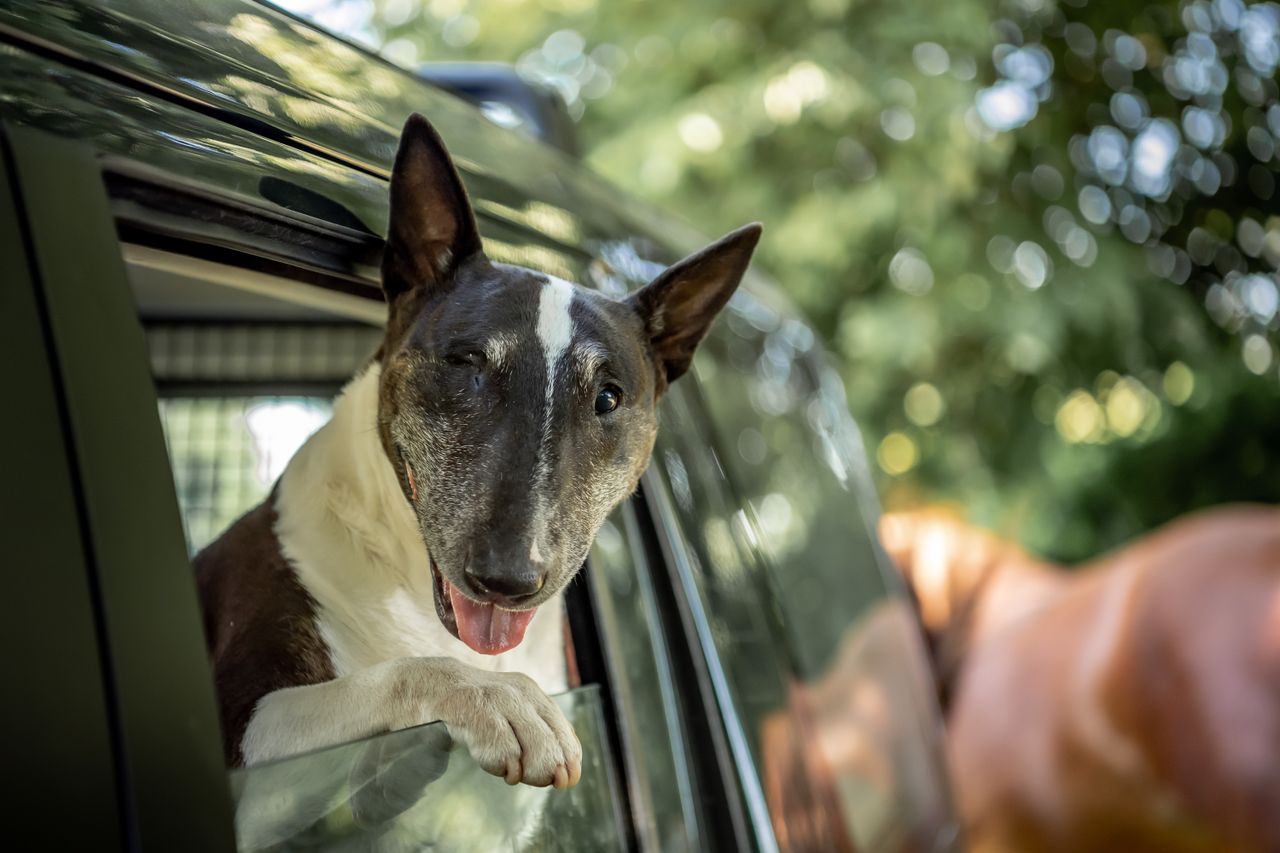 A black-and-white Bull Terrier leans happily out of a car window, appearing to wink at the camera.