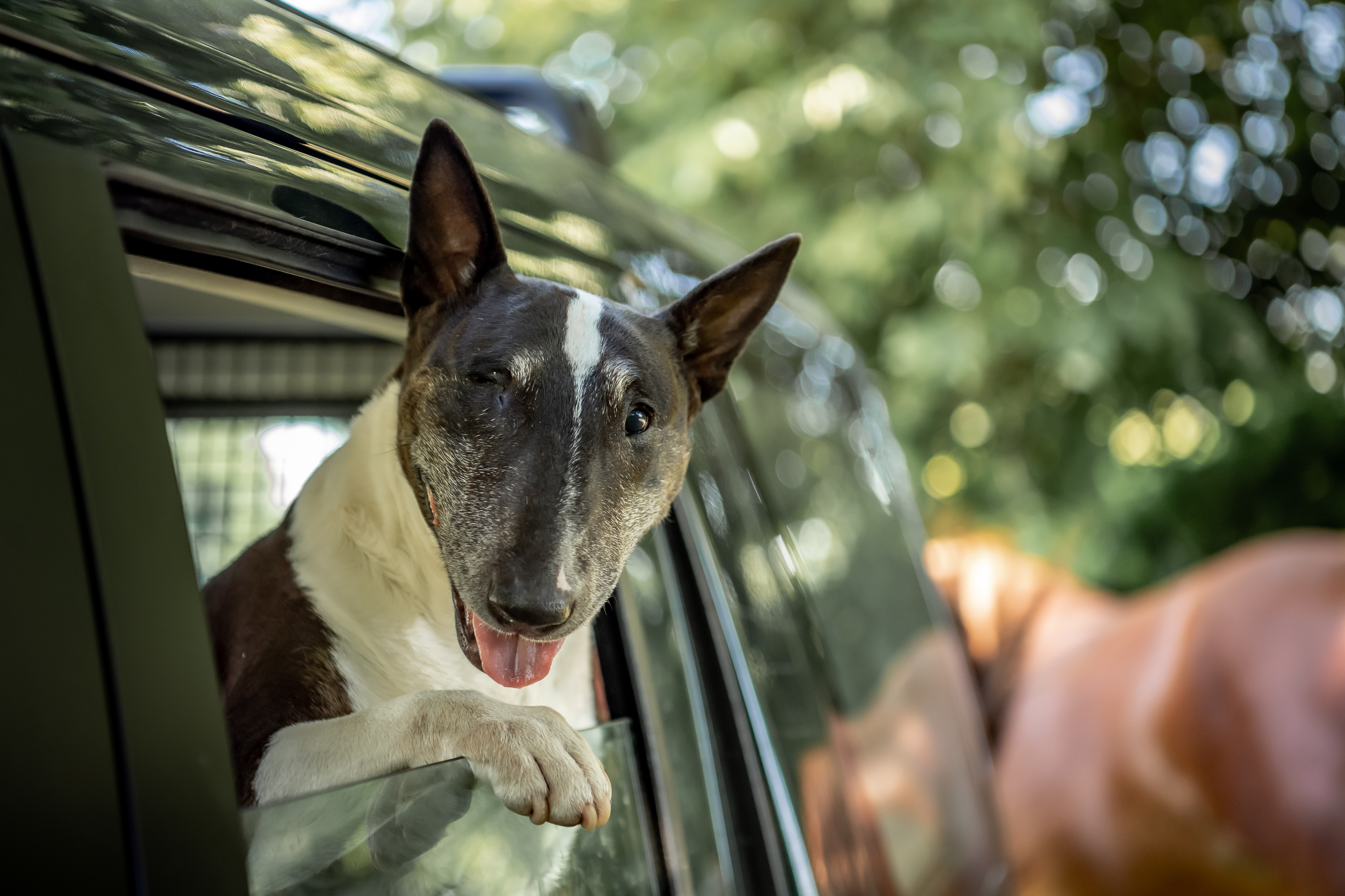 A black-and-white Bull Terrier leans happily out of a car window, appearing to wink at the camera.