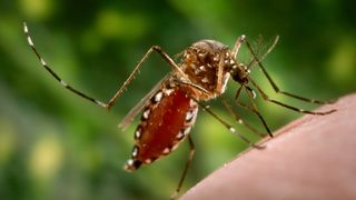 A female mosquito of the species Aedes aegypti pictured engorged with blood and feeding on a human hand,