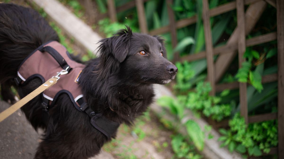 Dog on a walk