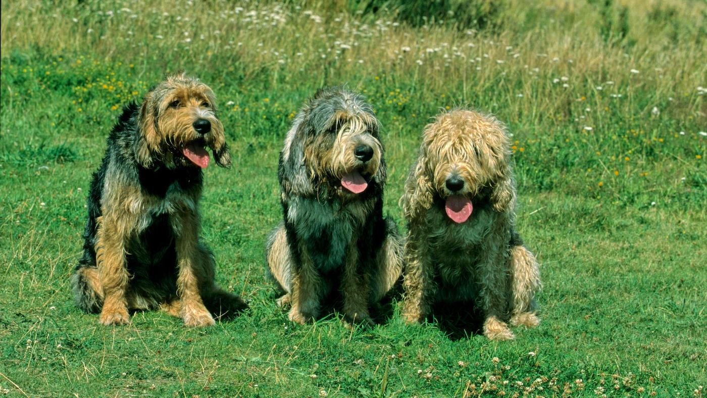 Three Otterhounds, one of the rarest dog breeds in the world