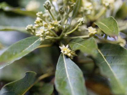 Bud Mites On Avovado Trees