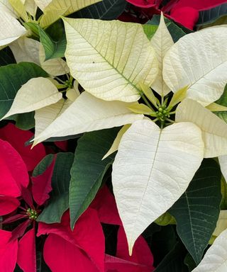 poinsettias showing white and red bracts