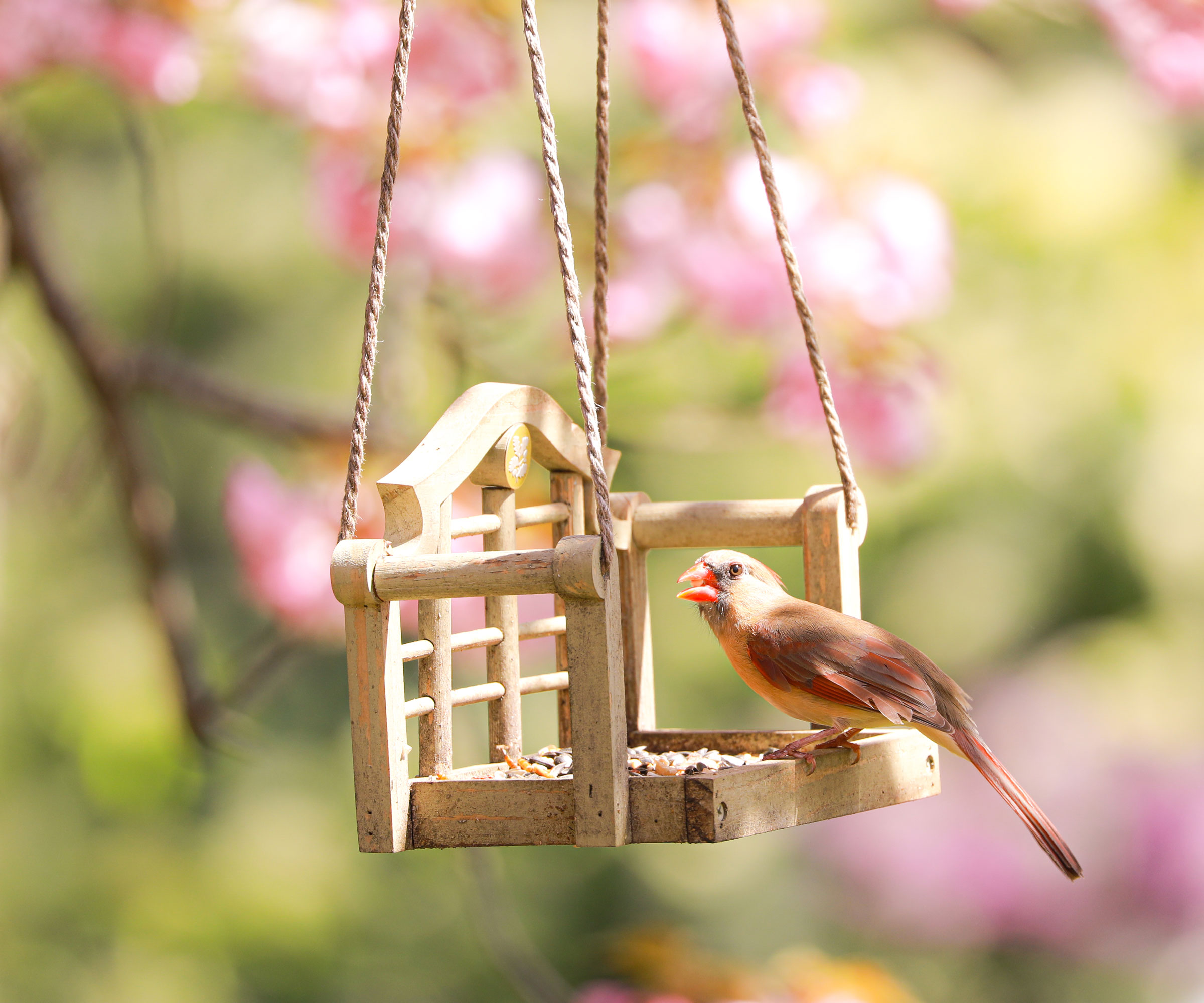 cardinal on bird swing feeder in garden