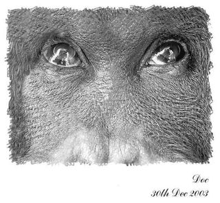 Artist's depiction of doc the orangutan's gaze
