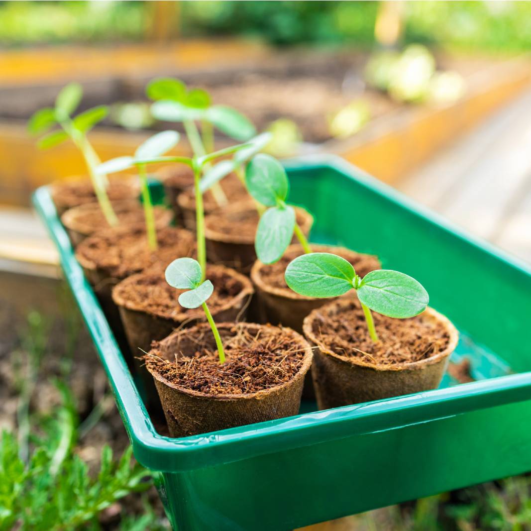 Seedlings sprouting from soil pods in a green plastic bin