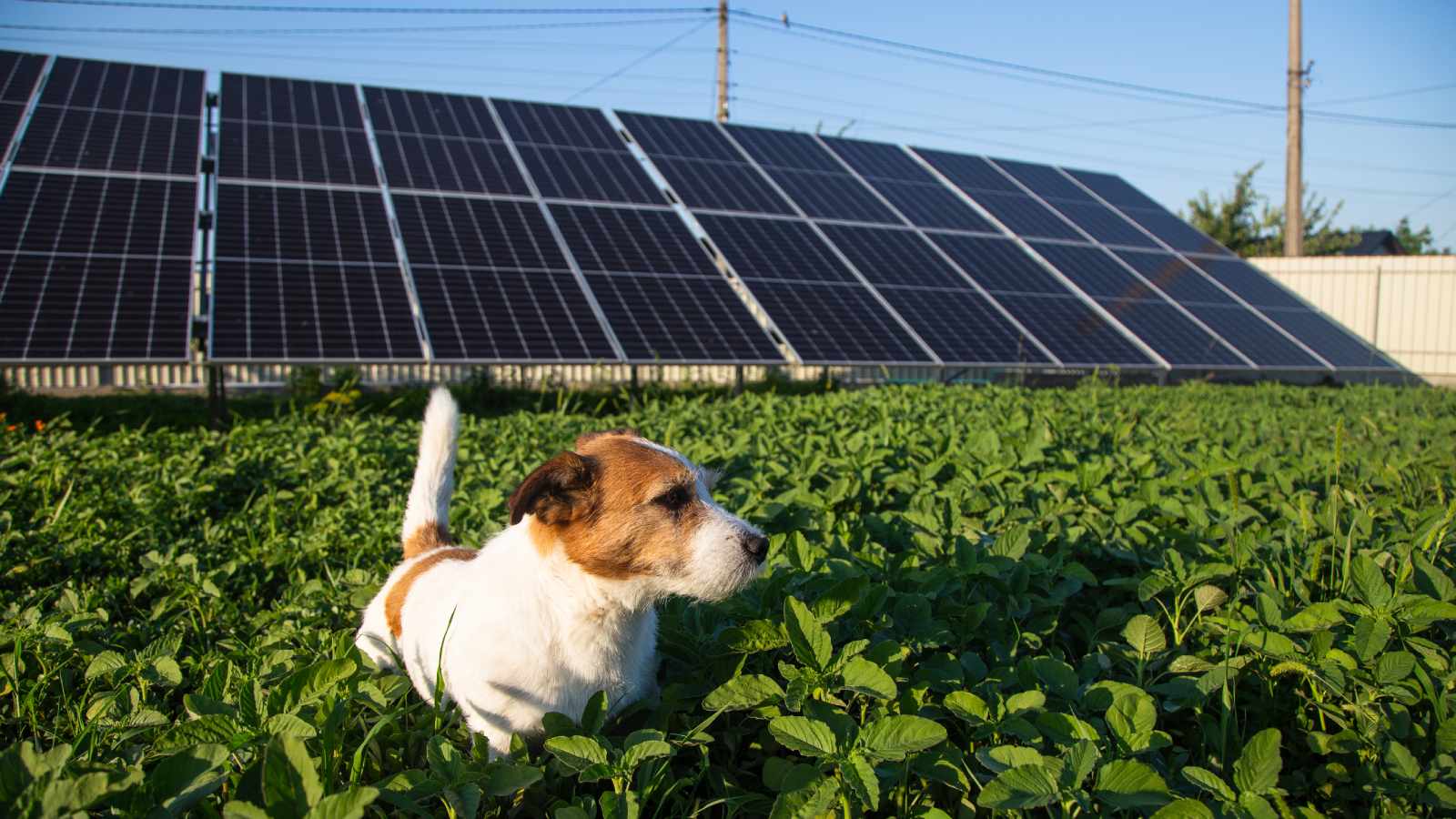 jack russell dog in field with ground mounted solar panels in background