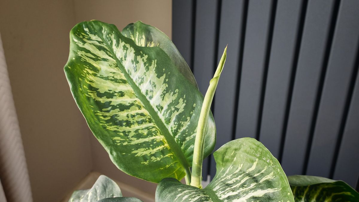 Xiaomi 17T Pro
