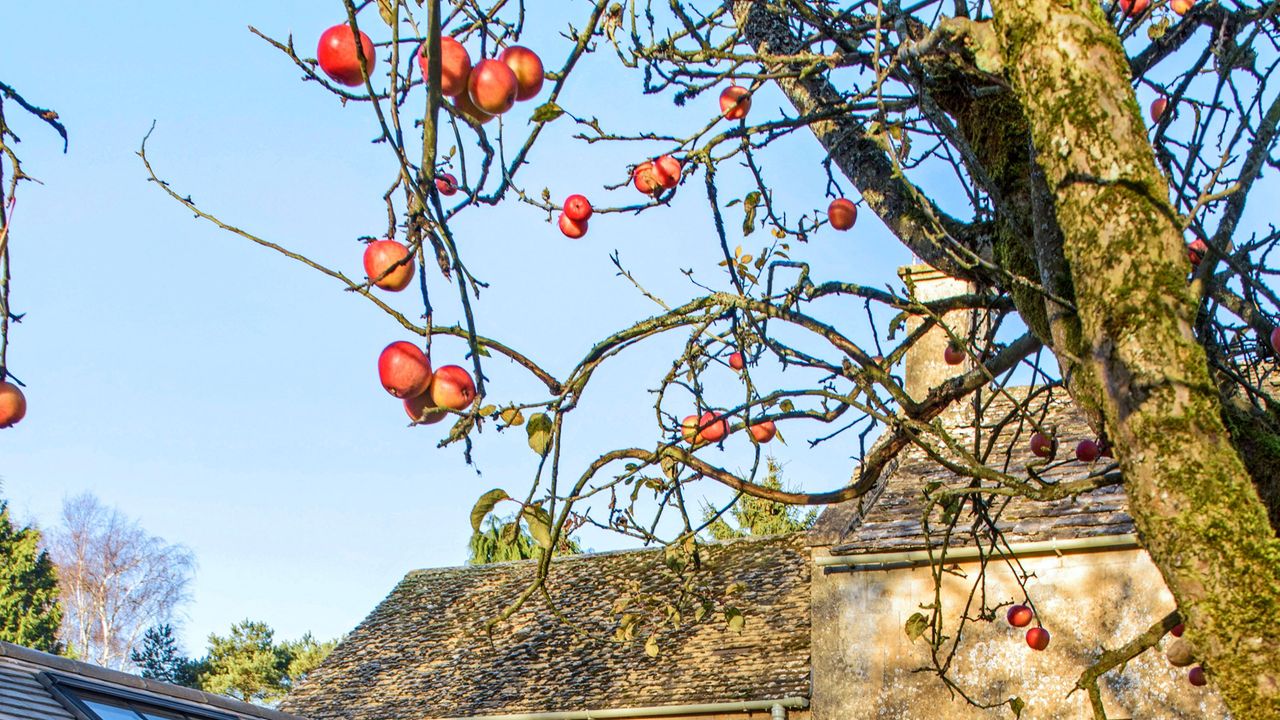 Red apples growing on apple tree in autumn/winter garden