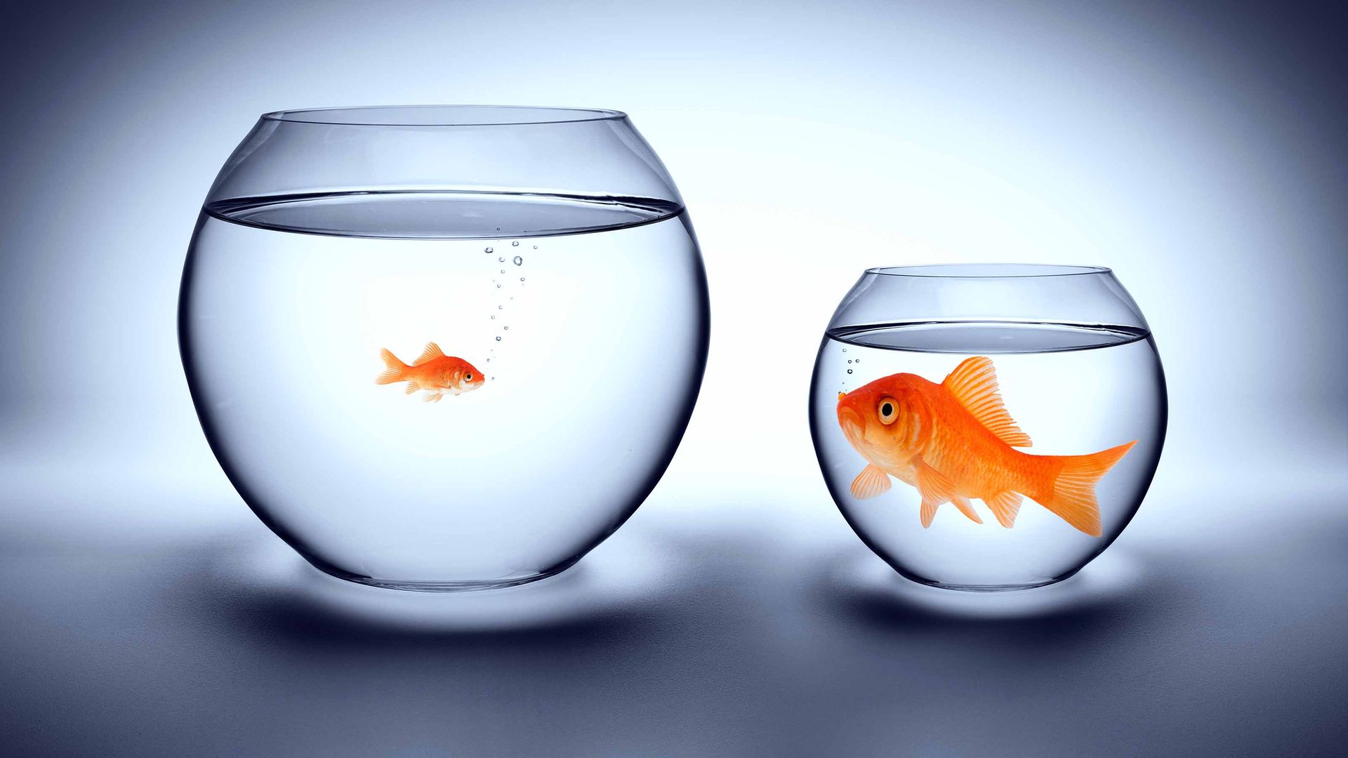 WisdomTree U.S. SmallCap Dividend Fund