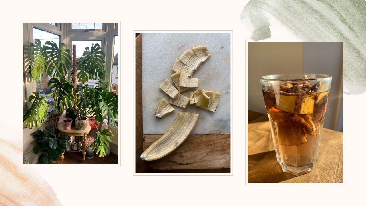 Compilation image of a healthy monstera plant, a chopped banana peel and a glass of banana peel water