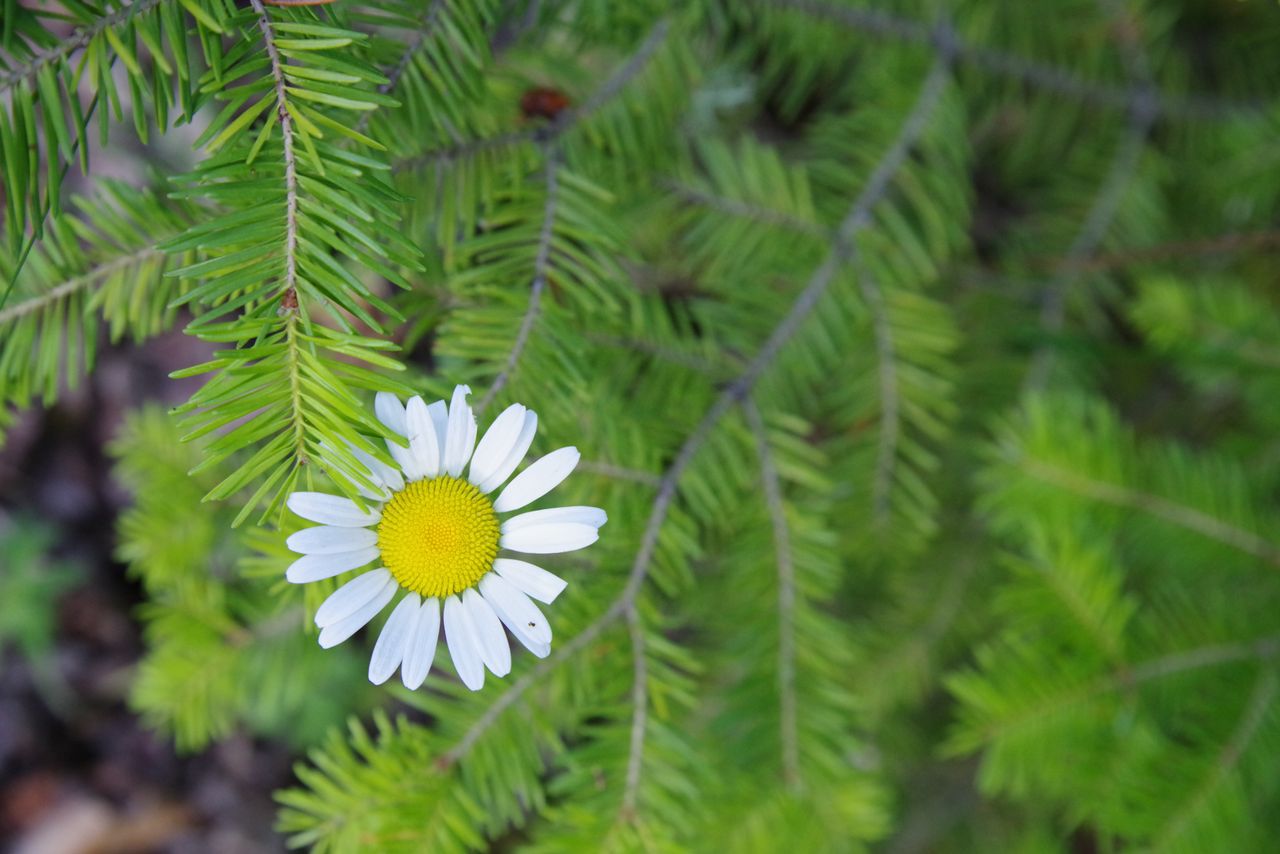 Sample photos from the Pentax-D FA 24-70mm f/2.8 ED SDM WR