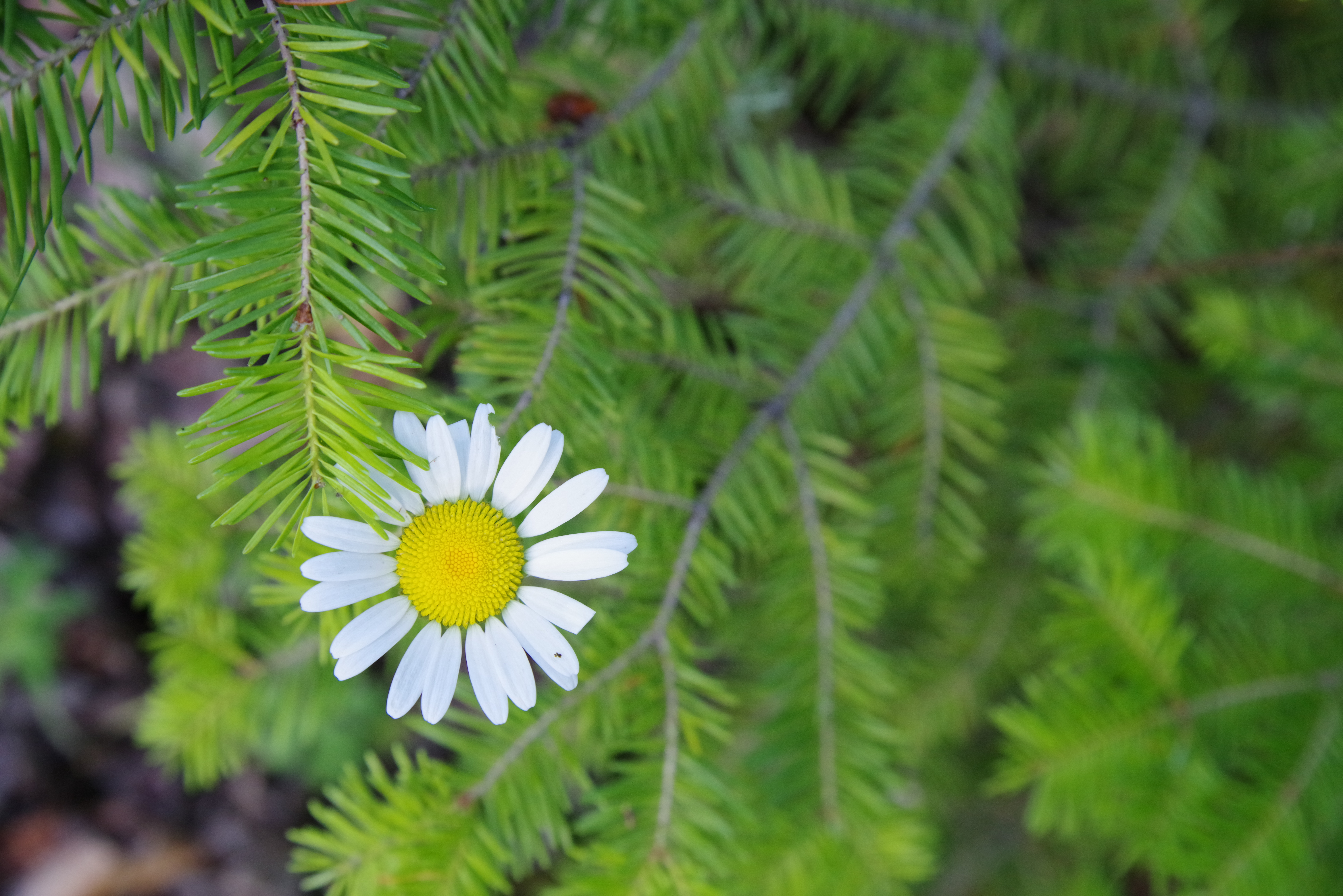 Sample photos from the Pentax-D FA 24-70mm f/2.8 ED SDM WR