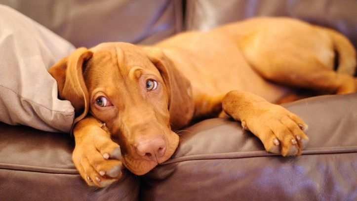 Dogs get bored! How to keep your pup busy and prevent dog boredom