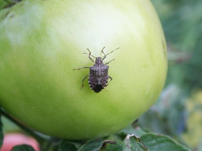 Stink Bug On A Tomato Plant