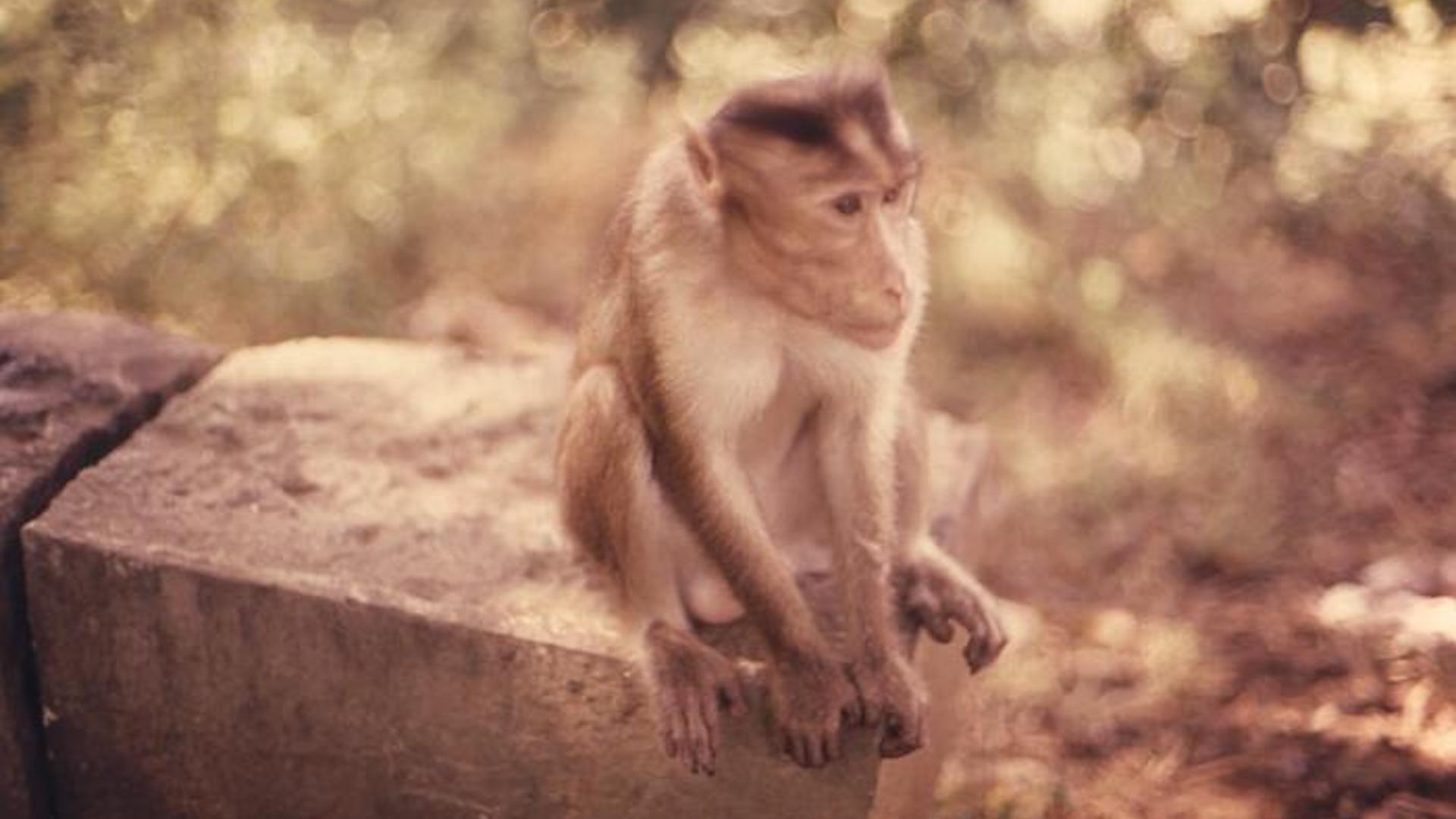 A photograph of a rhesus monkey perched atop a wall in India.