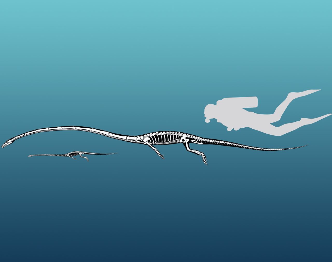 The smaller Tanystropheus longobardicus next to the larger Tanystropheus hydroides, swimming next to a diver for scale.