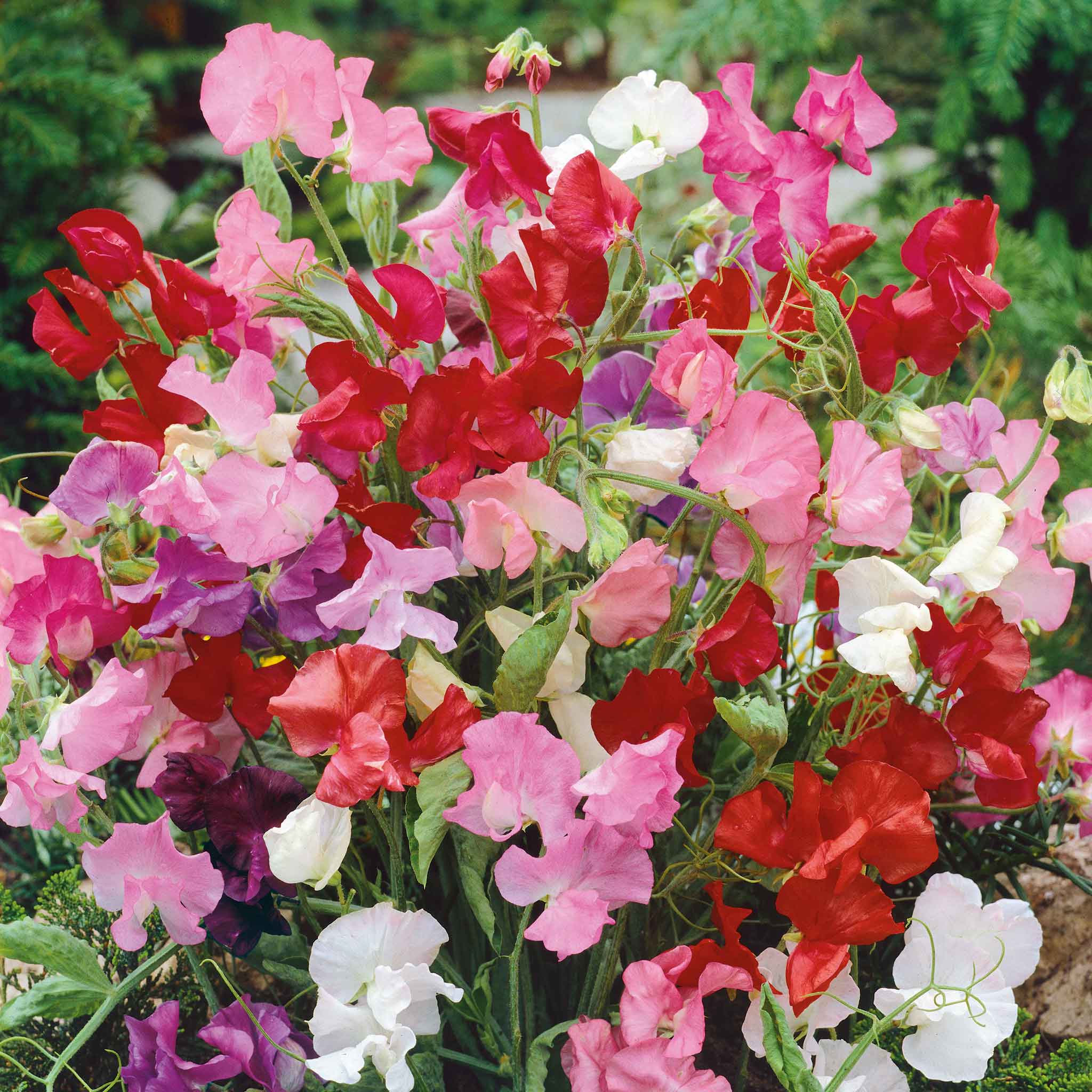 Sweet Pea Seeds (dwarf) - Bijou Mix
