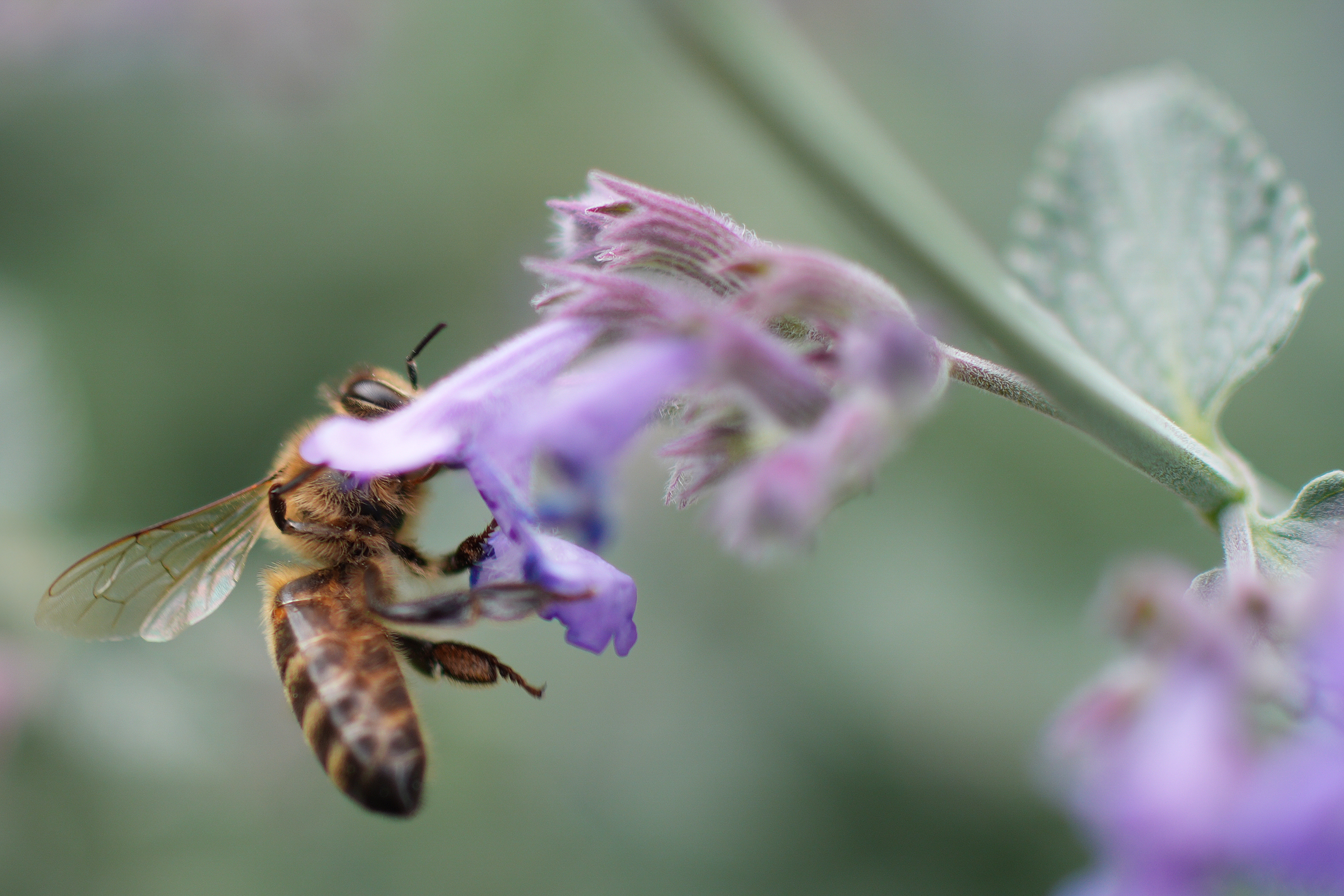 Sample image taken on the Sony RX1R III