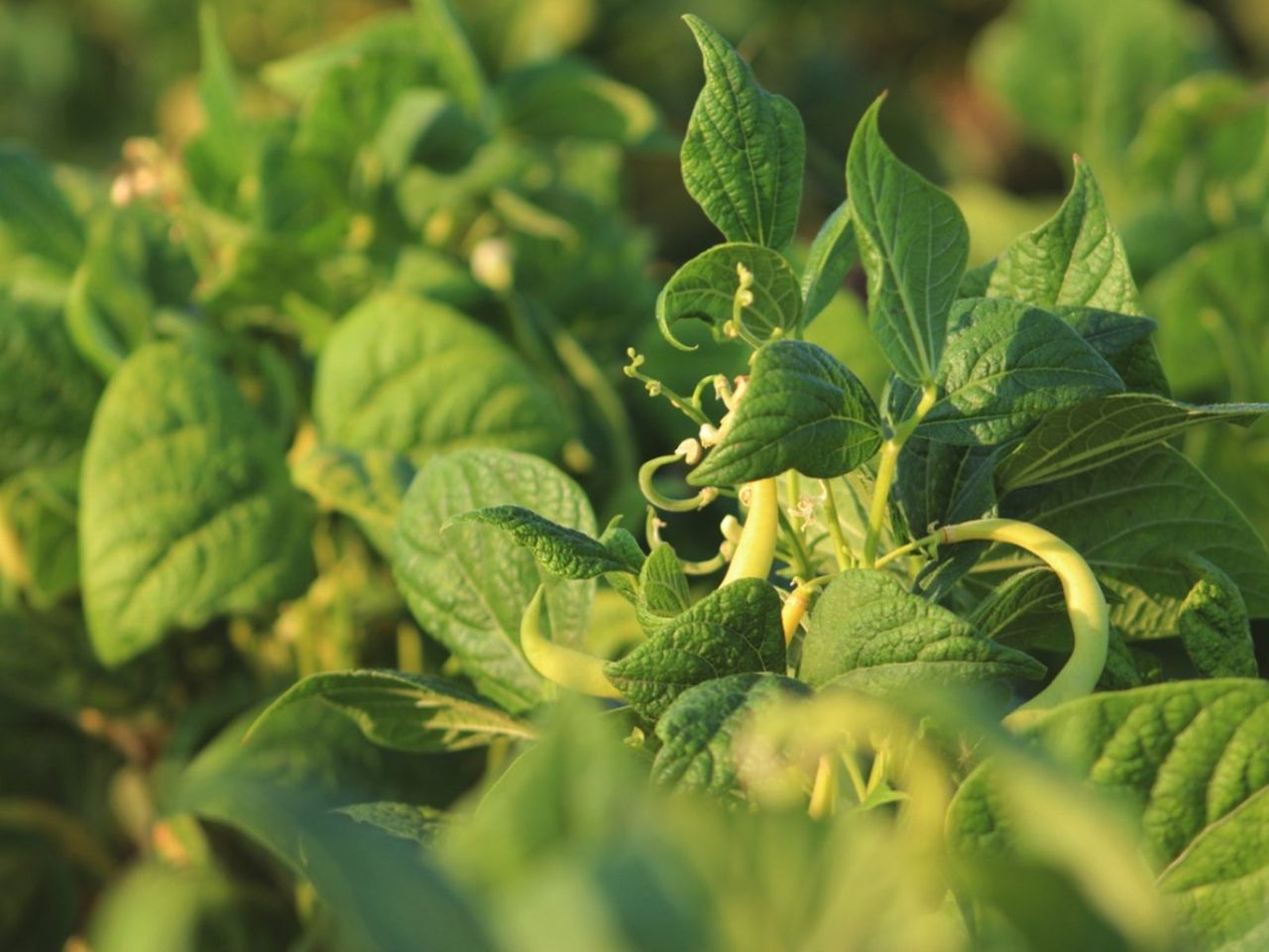 Green Bush Beans