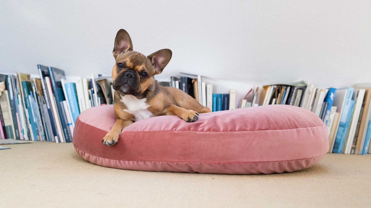 dog sitting on pink pouffe with books behind