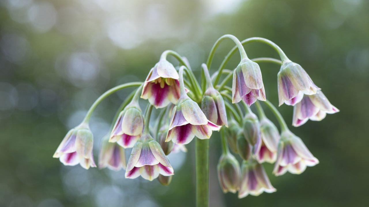 Nectaroscordum siculum, Sicilian honey garlic, with red and yellow blooms in a garden