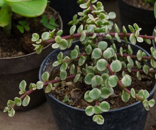 Variegated elephant's bush (Portulacaria afra)