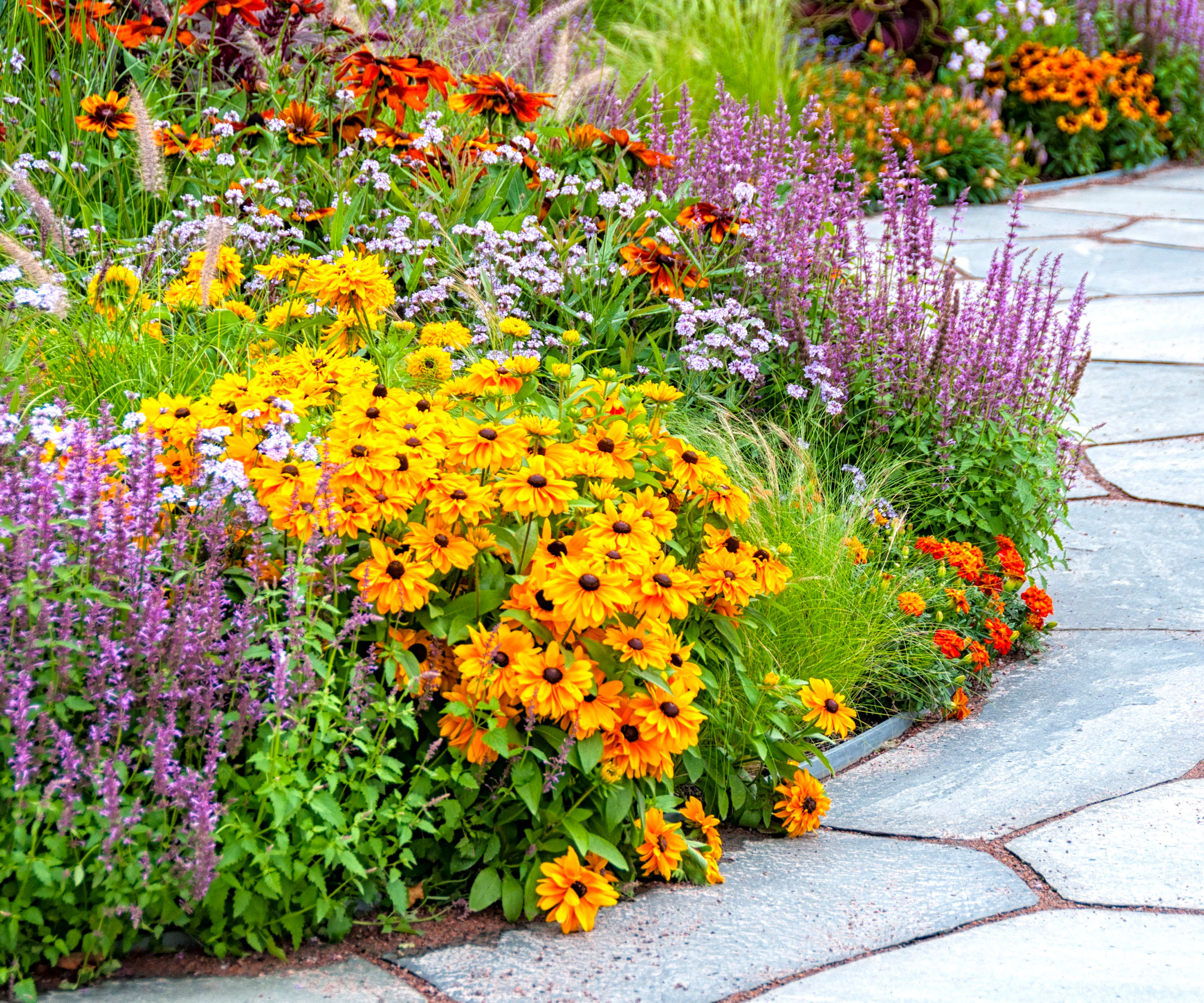 fall border near paving stones with bright yellow rudbeckia, lavender, and other flowers