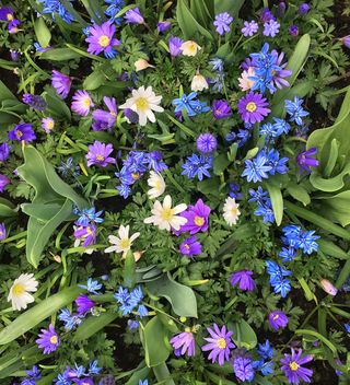 Delft Blue Perennial Bulb Collection