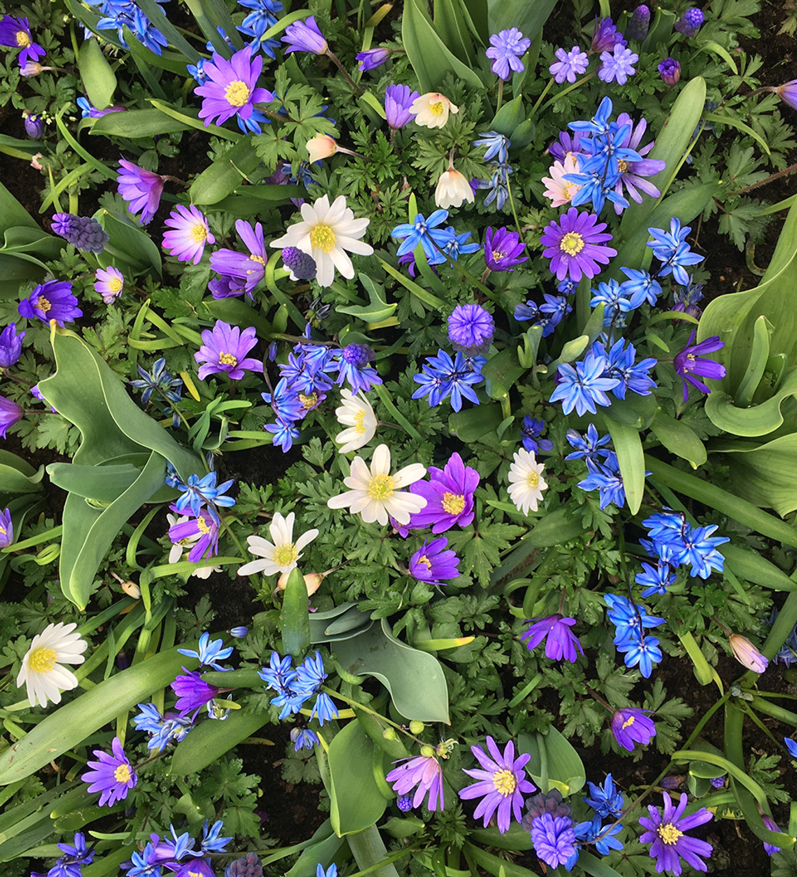 Delft Blue Perennial Bulb Collection