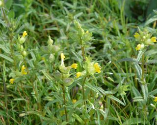 Close-up of yellow rattle flower in a lawn