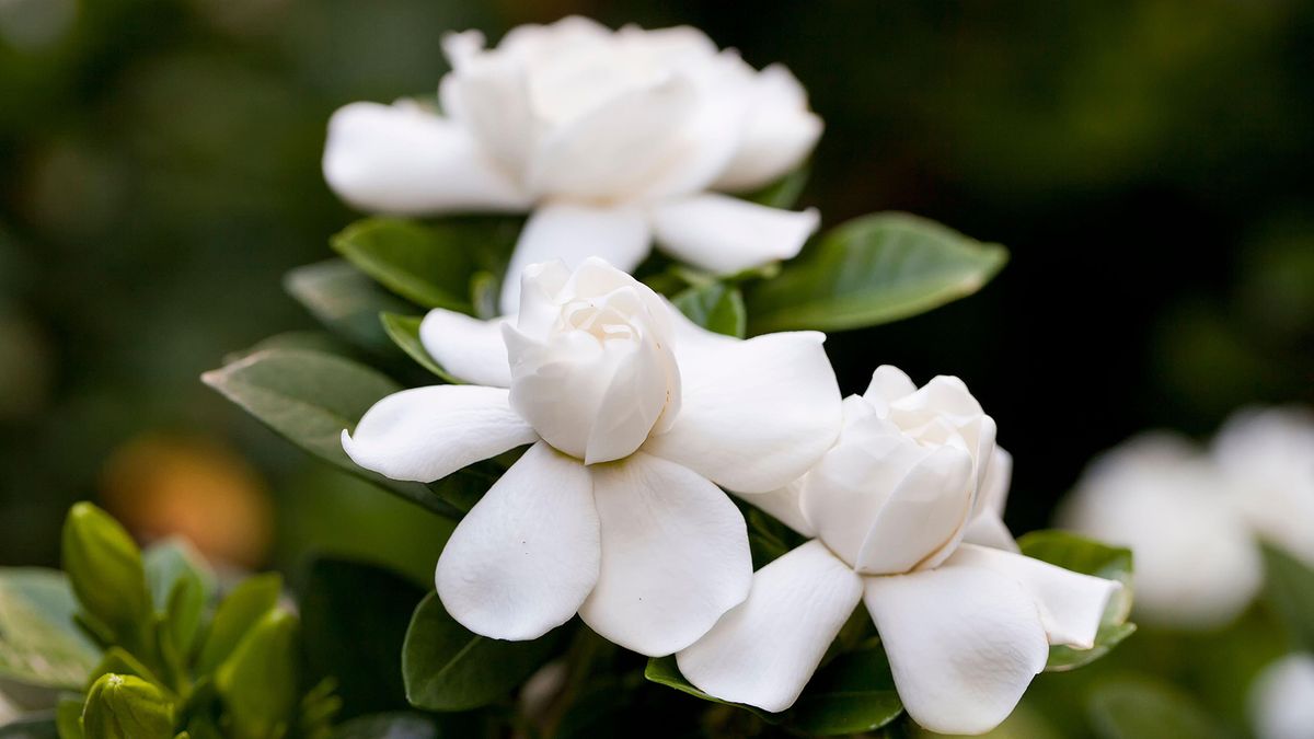 Do gardenias like coffee grounds? We ask the experts