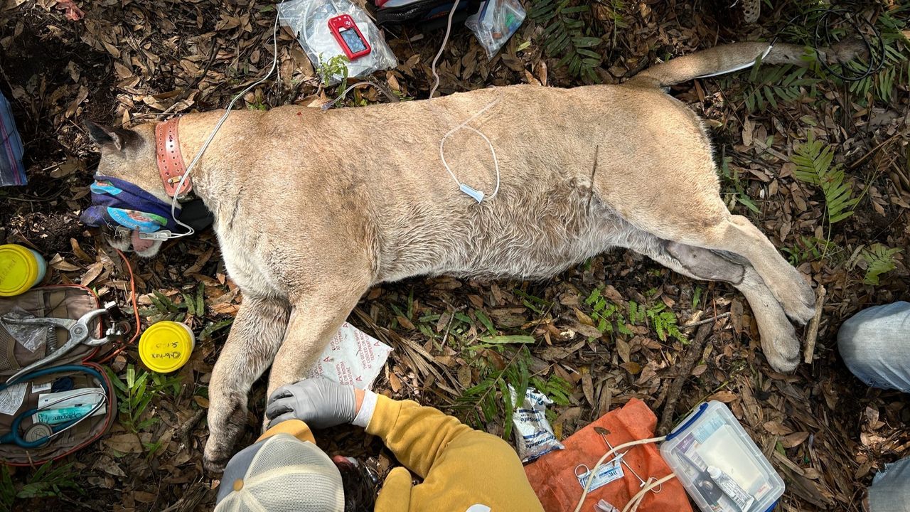 A male Florida panther lies on the ground sedated while undergoing a health assessment.