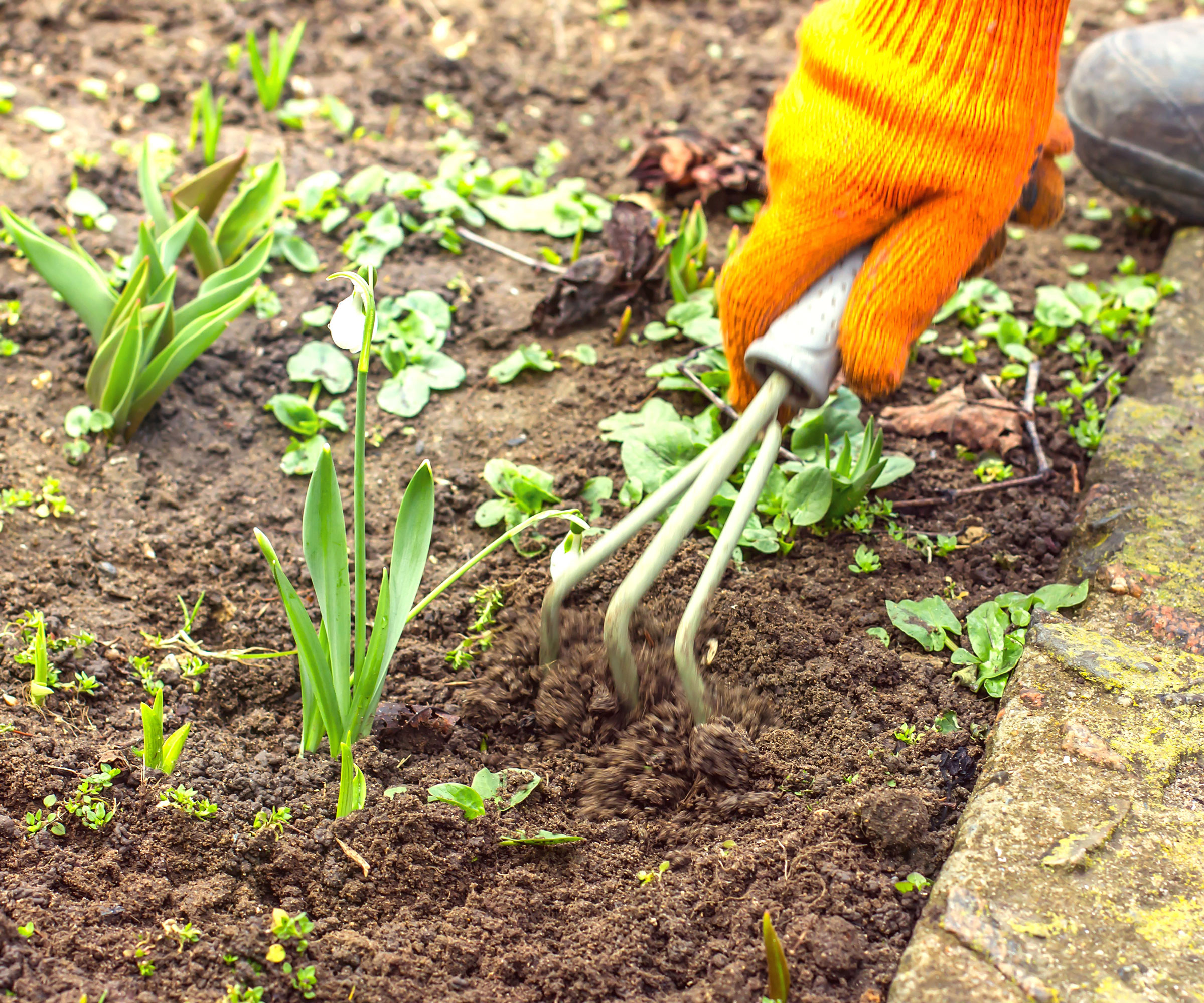 orange gloved hand holding trowel and weeding around plants near garden path