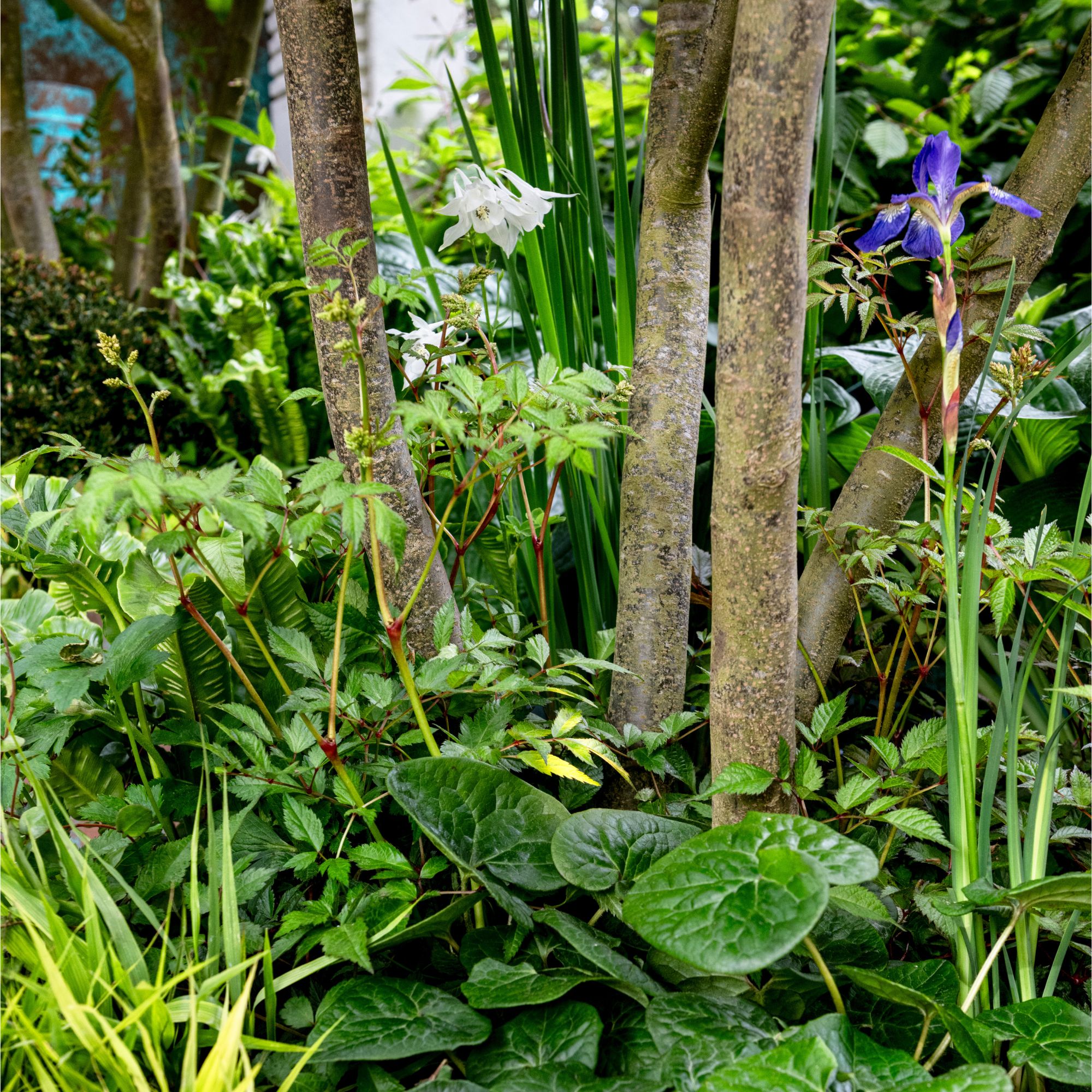 Flood Re 'Contain the Rain Garden' at the RHS Chelsea Flower Show 2026