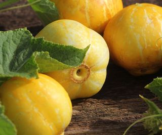 Harvested lemon cucumbers for sale at a farmers market