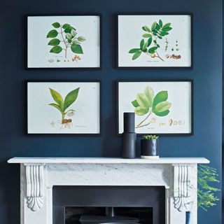 Grid of four botanical prints displayed on a dark blue wall above a marble fireplace