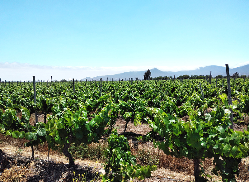Quebrada-Seca-Vineyard.jpg