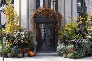 a shop front with layered container plants