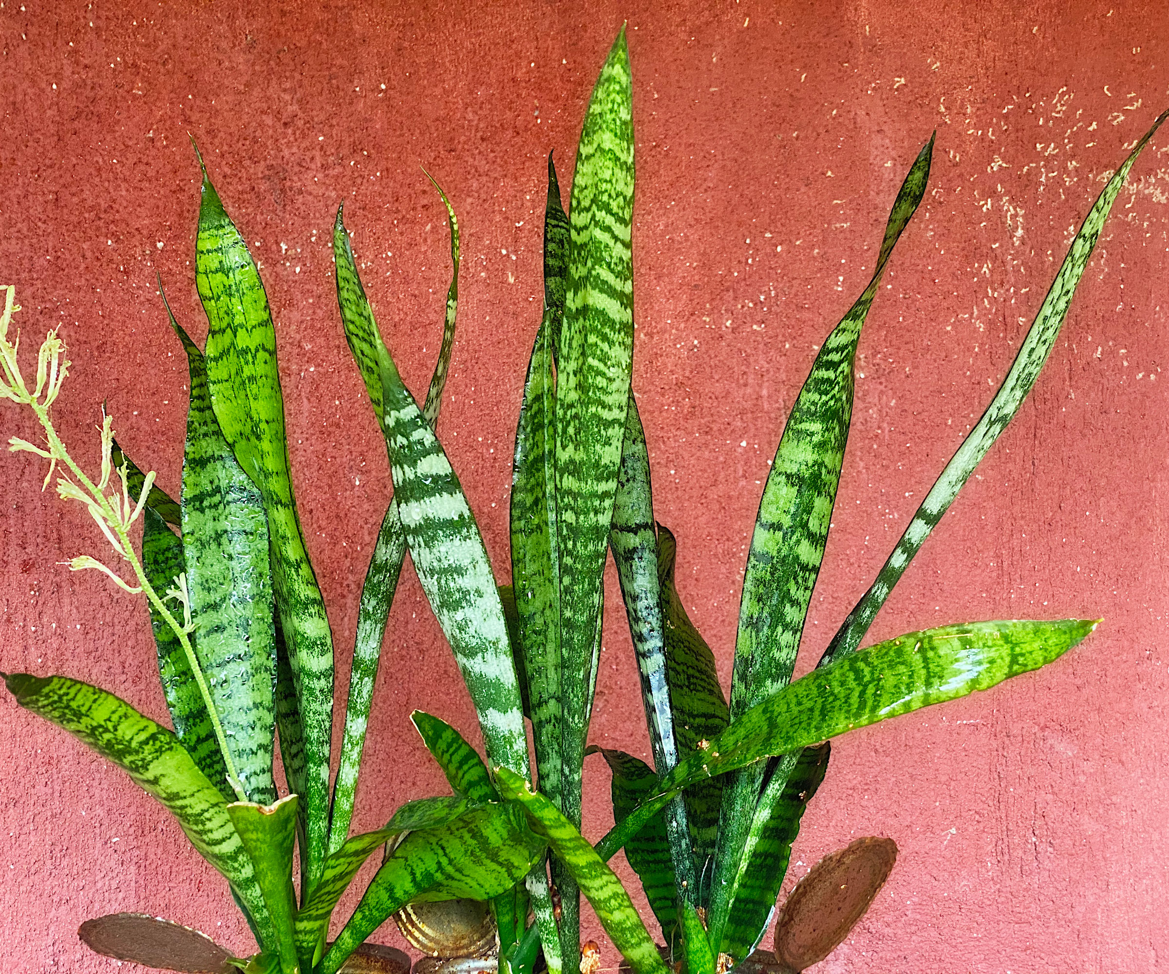 snake plant with bright green leaves against terracotta red wall