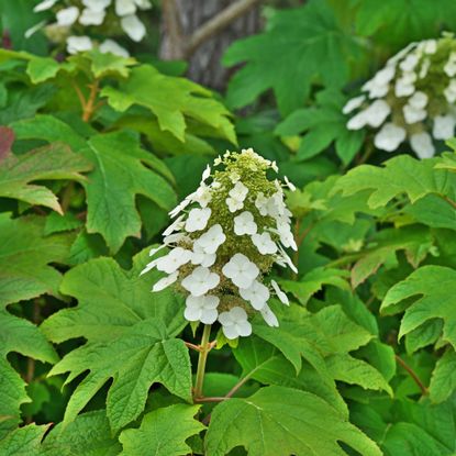Oakleaf hydrangea bloom
