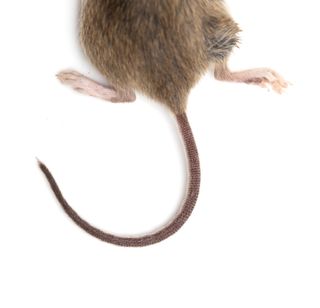 close up of mouse's tail and back limbs